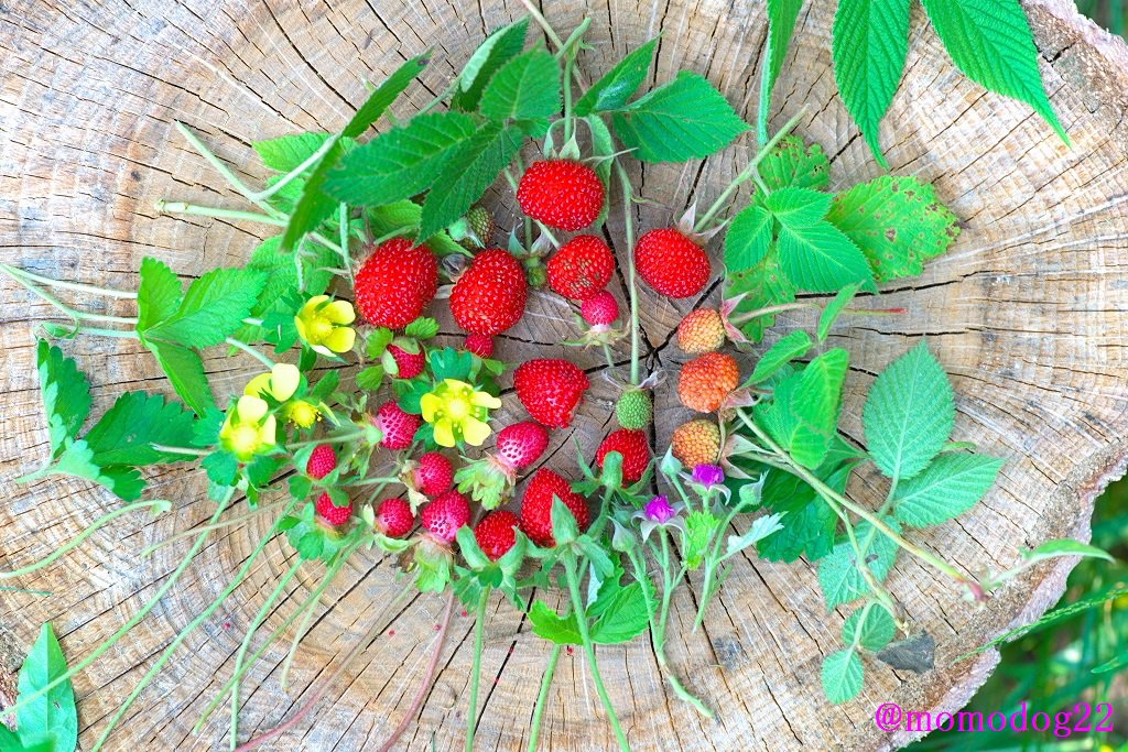 もも 森の中で野イチゴを摘んだ クサイチゴ ナワシロイチゴ ヘビイチゴ 緑の中に彩を添える 5 15 T Co Pgi9t5rmet Twitter