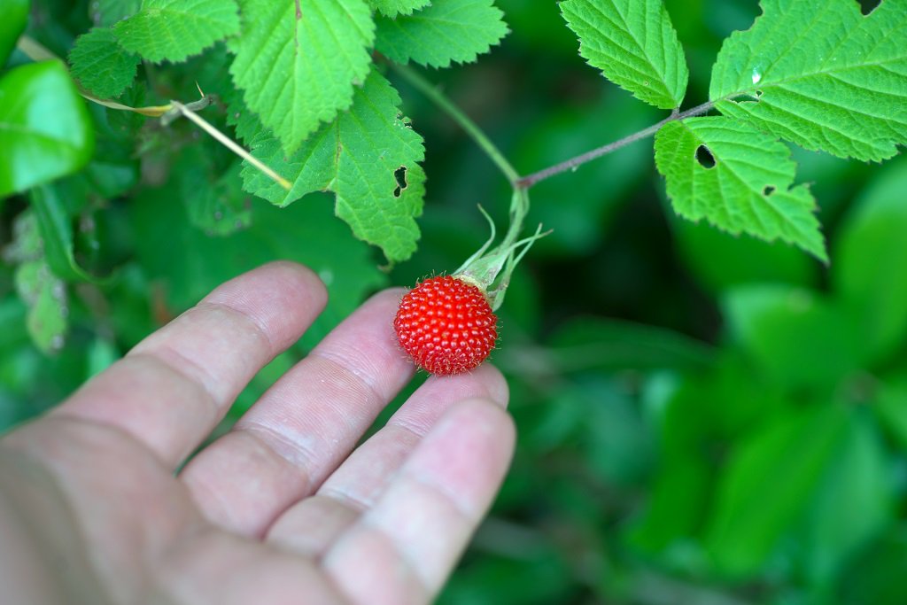 もも Ryocyan1966 写真のヘビイチゴ ヤブヘビイチゴは生食では不味いですがジャムにすればいけます クサイチゴ ナワシロイチゴ モミジイチゴは生食でも美味しいです Twitter