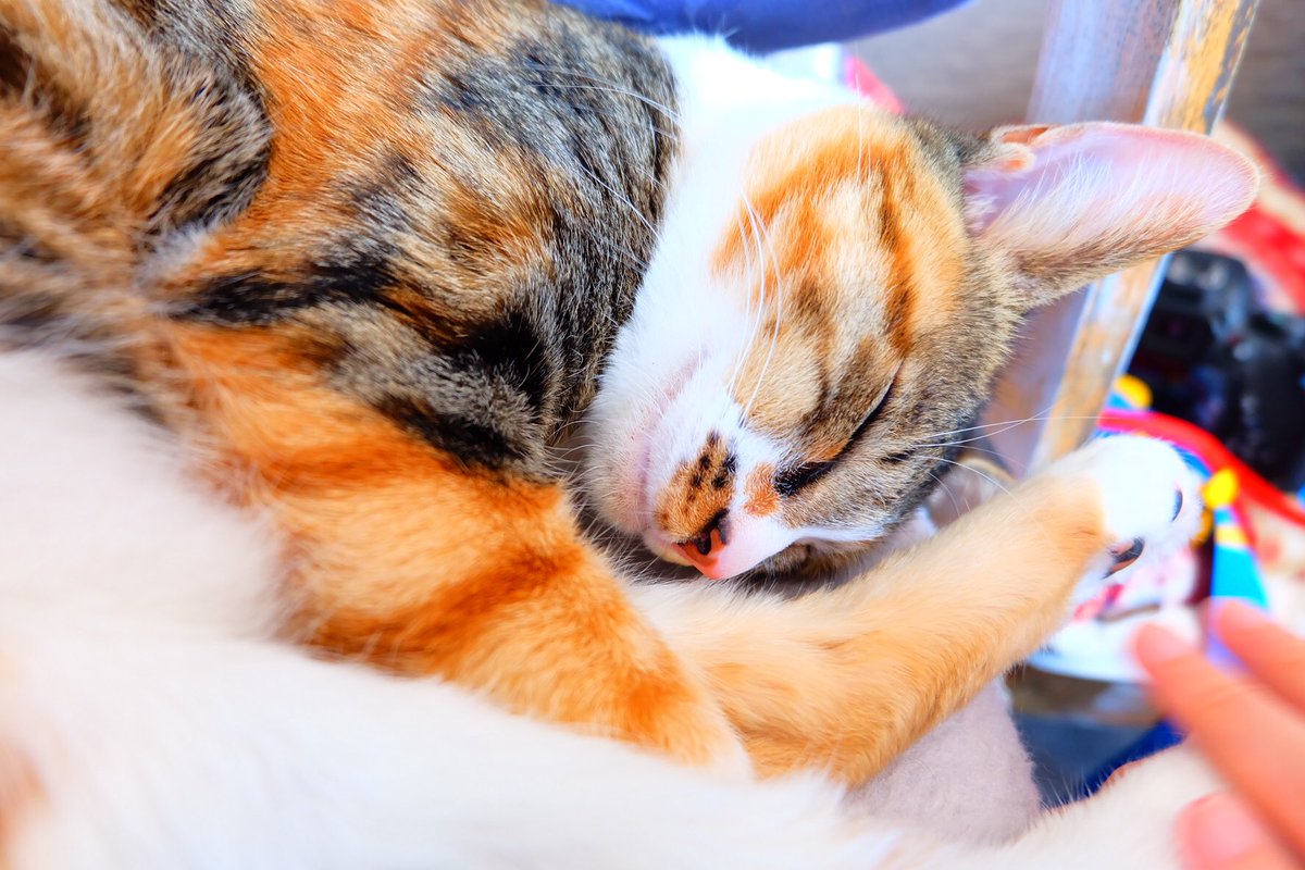 X_A2_user's tweet photo. #cat #caat #caaat https://t.co/vzOqaDree5