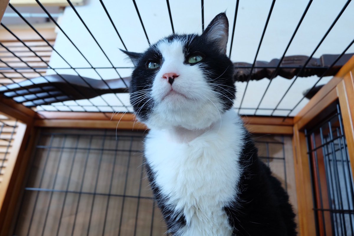 X_A2_user's tweet photo. #cat #caat #caaat https://t.co/vzOqaDree5