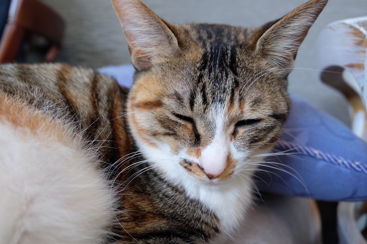 X_A2_user's tweet photo. #cat #caat #caaat https://t.co/vzOqaDree5