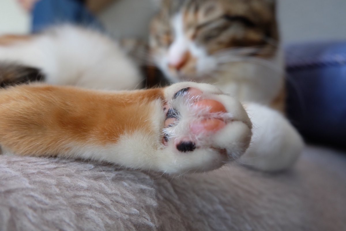 X_A2_user's tweet photo. #cat #caat #caaat https://t.co/vzOqaDree5