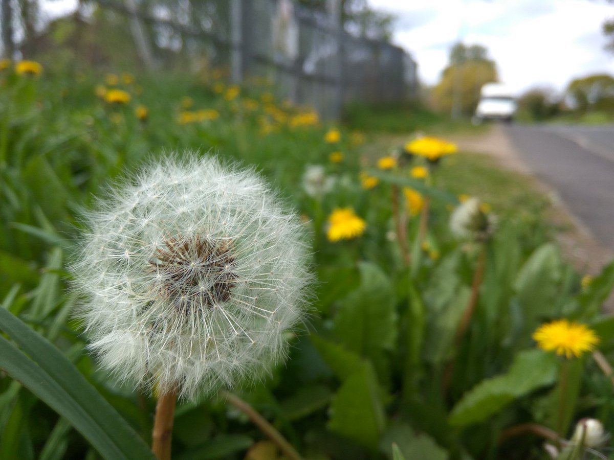 SobatHAPE's tweet image. Cuman foto dandelion pake #RedmiNote3Pro doang koq...