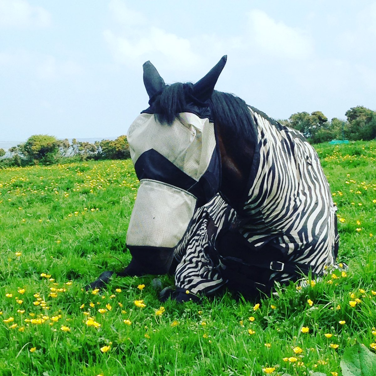 HACKMappers1's tweet photo. Bug free Sunday! #horseinzebrasclothing #bugfree #nobugging #bugoff #easylikeasundaymorning #happyhorse #chillaxing https://t.co/TQ1Ujl6oNO