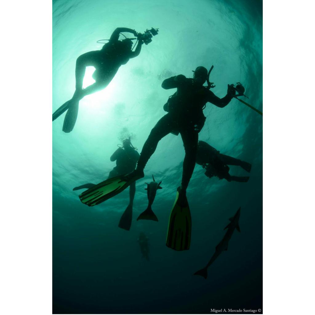 papayodivers's tweet photo. Wall Dive....⚓
La Parguera,P.R
https://t.co/Ytv9JHchmX
787-951-3014
787-808-0077 https://t.co/lZB9bfuxIN