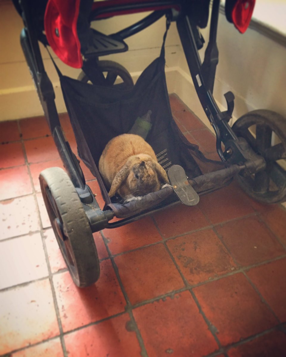 happyrabbitco's tweet photo. Somebody wants to go for a ride #bunnystowaway #rabbitmischief https://t.co/TFCuAVHufU