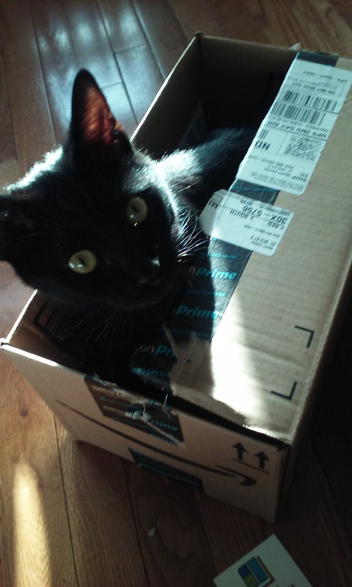 MissMaryWrites's tweet photo. Box cat is boxy #catboxsunday #linkish #catlady https://t.co/iSy9IeSn8v