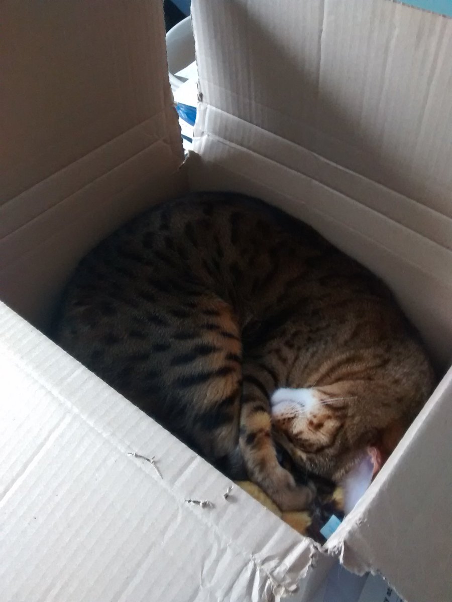 _JoClarke's tweet photo. @maggiemoobags @cafrindorrell This is my #AmazonBoxCat #catboxsunday 😊 🐱 💤 https://t.co/BvJyOdSmAX