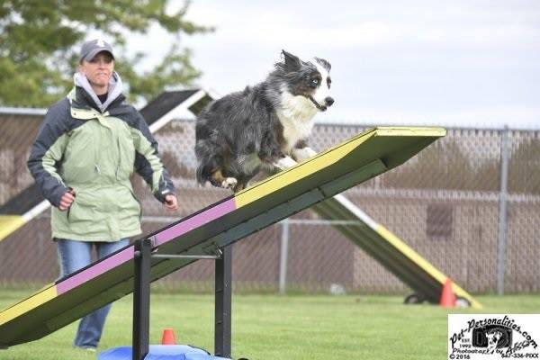 RunFitShell's tweet photo. A great #actionshot from our ASCA Agility trial yesterday. #australianshepherd #agilitydog #agility #sportdog https://t.co/8jCqHLQfKd