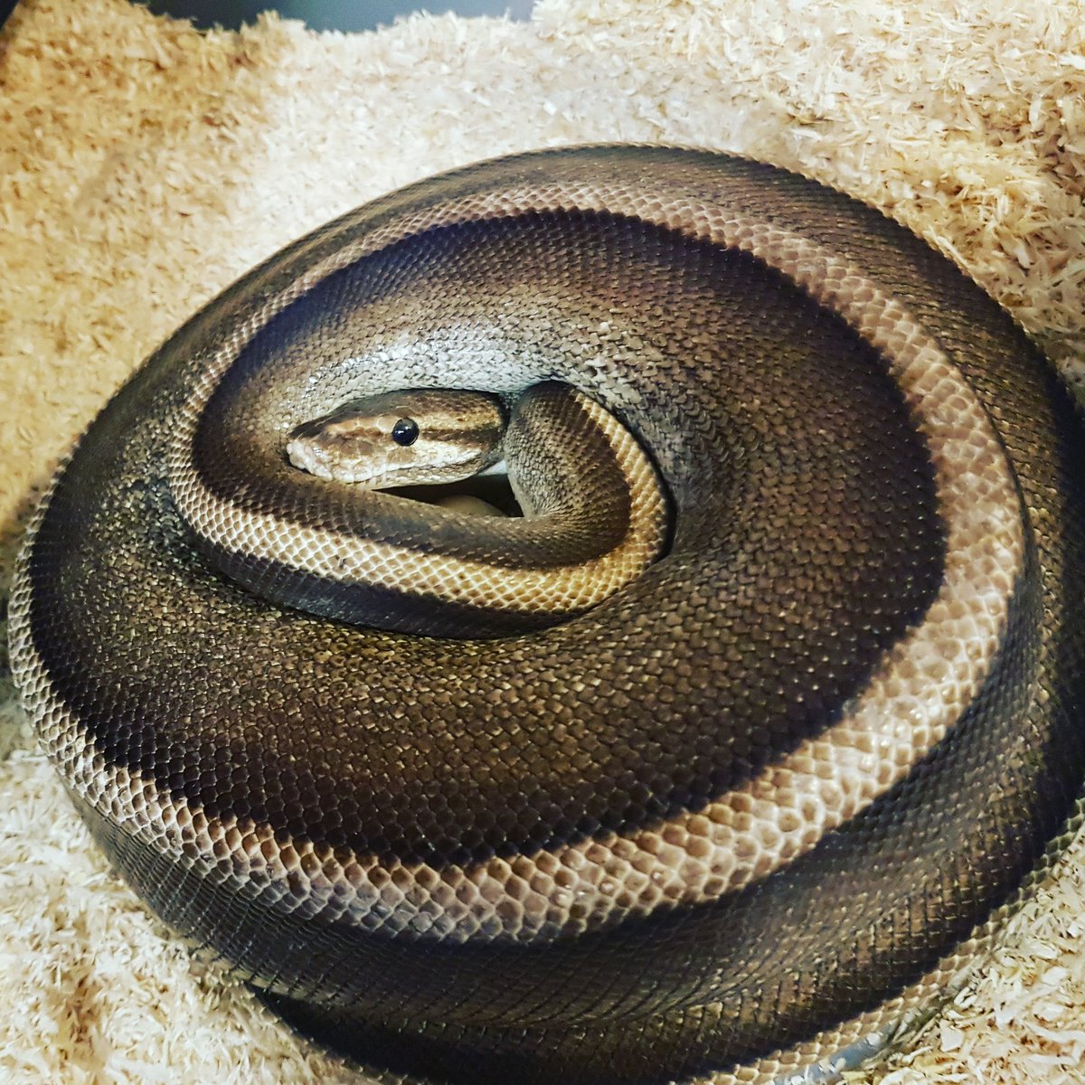 DOC_Reptiles's tweet photo. Pulled a clutch from this gorgeous girl this morning 😄 If you look closely you can see the eggs!! #royalpython #eggs https://t.co/Pi0YTTnldo