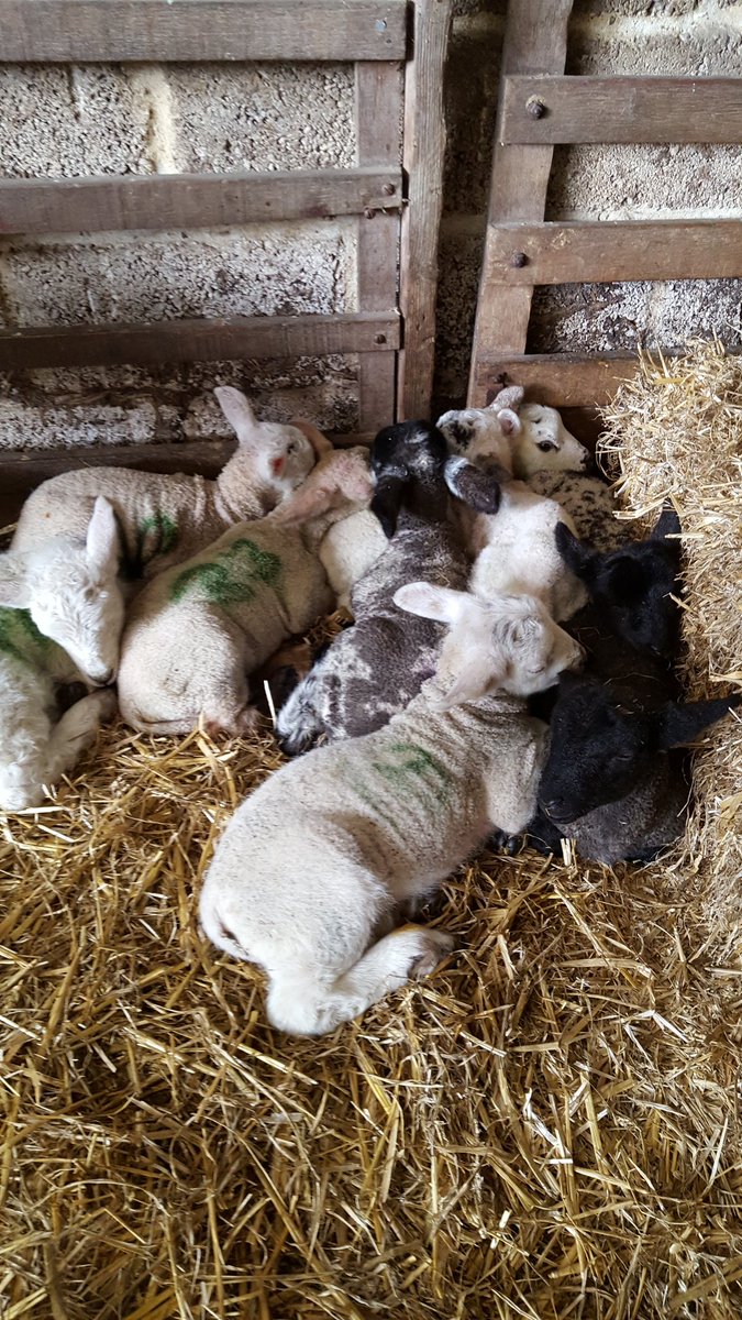 TravelandFarm's tweet photo. The pet lamb pile up keeping each other warm 😃
#sheep365 #lambing #petlamb https://t.co/qMjxDWqXhX