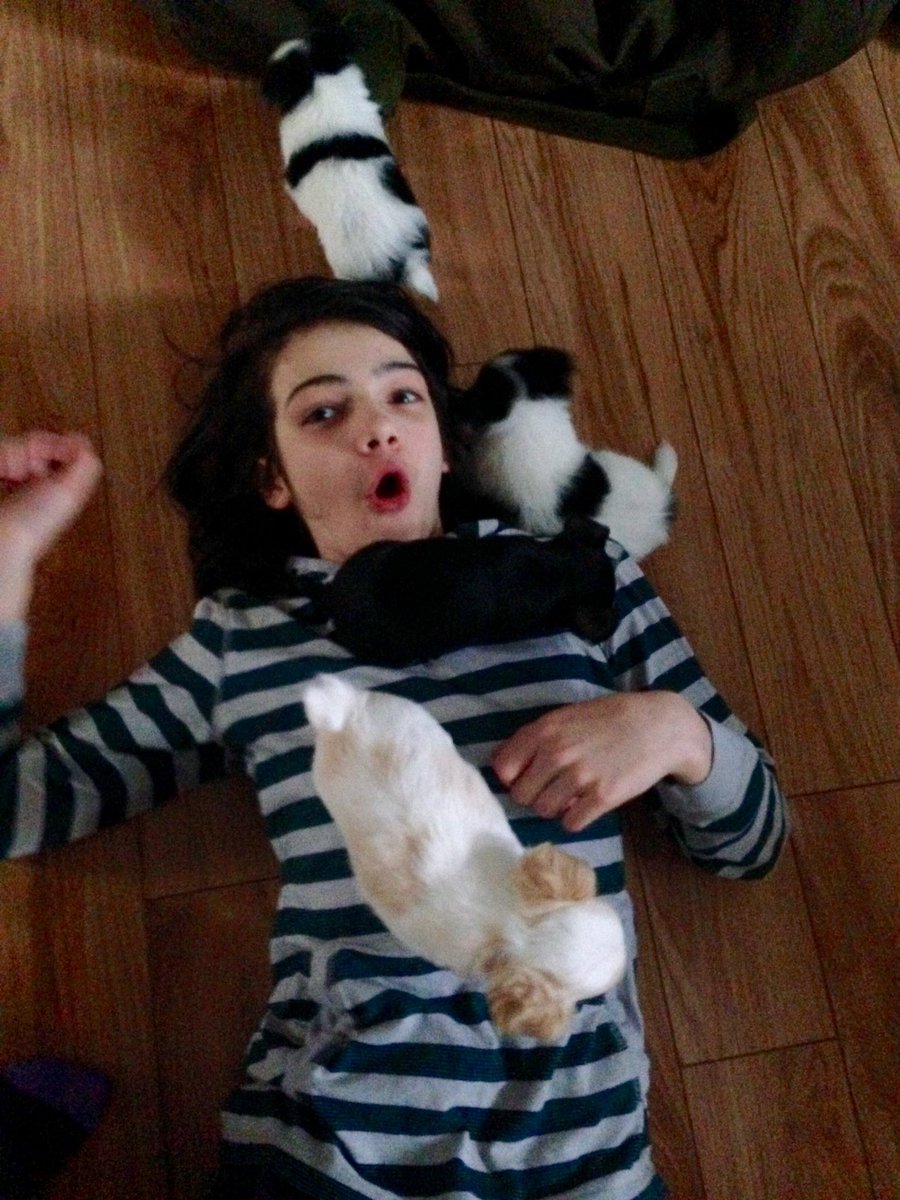 Zacharys314's tweet photo. Attacked by #puppies!
Leela is the white and beige one. https://t.co/fcpA6AIsik