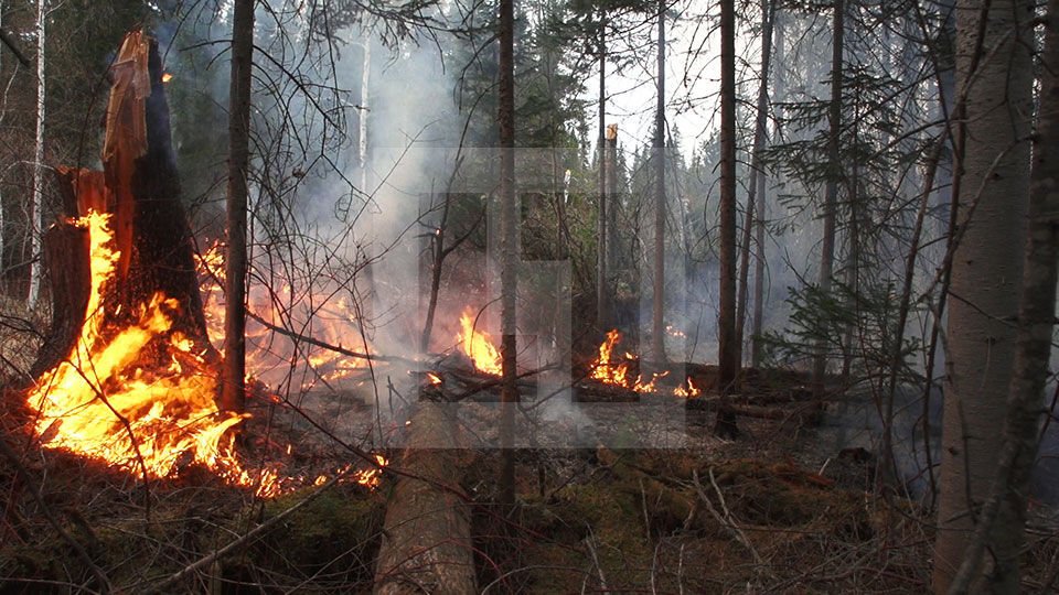 Около 180 парашютистов и десантников задействованы в тушении пожаров в Бурятии.