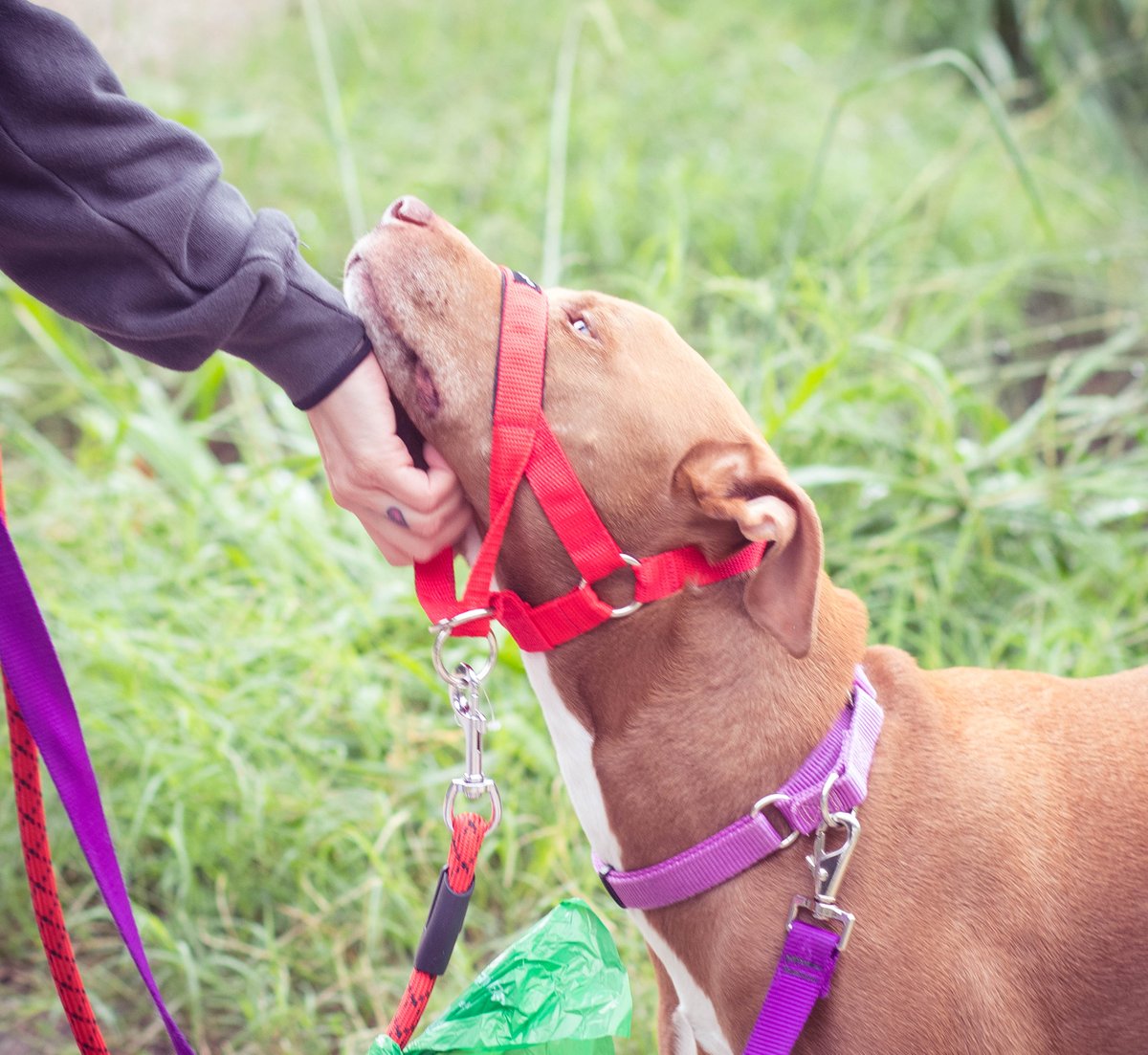 AnimalsOfAustin's tweet photo. Every 3rd Sunday, @Love_A_Bull supporters get together at #Zilker park to show pride in adopting a #pitbull! #atx https://t.co/KuKOZmseUz