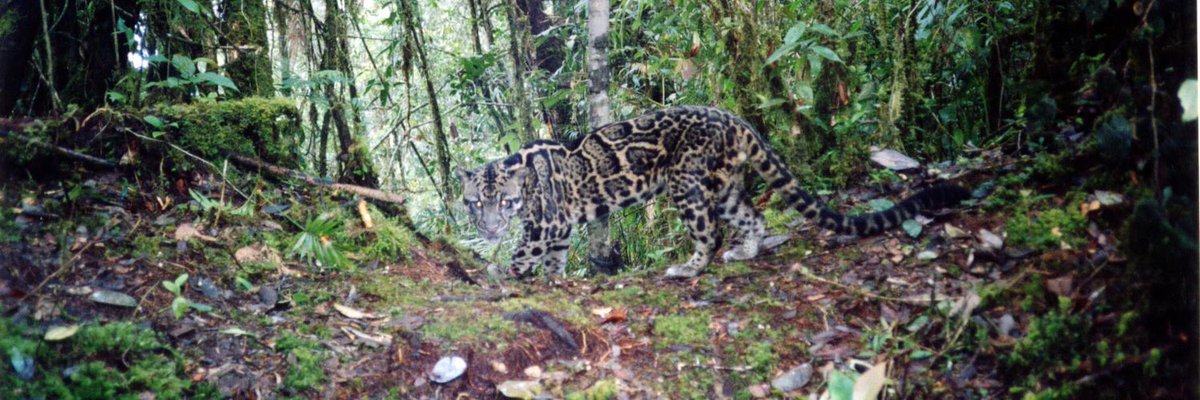 AidaGreenbury's tweet photo. Welcome @Belantara_Found to the #twitter world. The 'out-of-the-box' approach to #forest #landscape protection. https://t.co/MH0pOTILqF