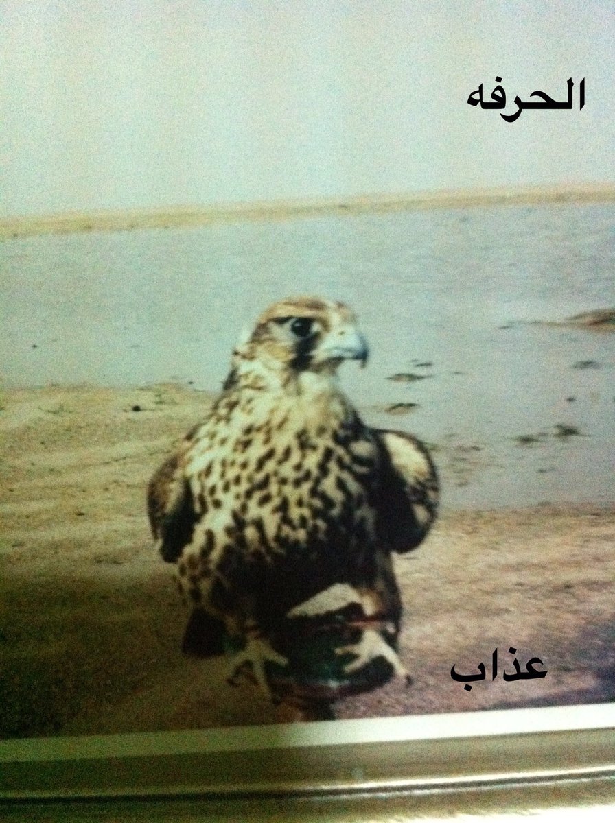 al7erfaa's tweet photo. أن شفتلك في شخص عيب وعذاريب
ماهوغلط لو بالهداوه نصحته
وسط البشرلاتظهرالنقد والعيب
لو تنصحه وسط الاوادم فضحته
✋🌹 https://t.co/OGaxinoels