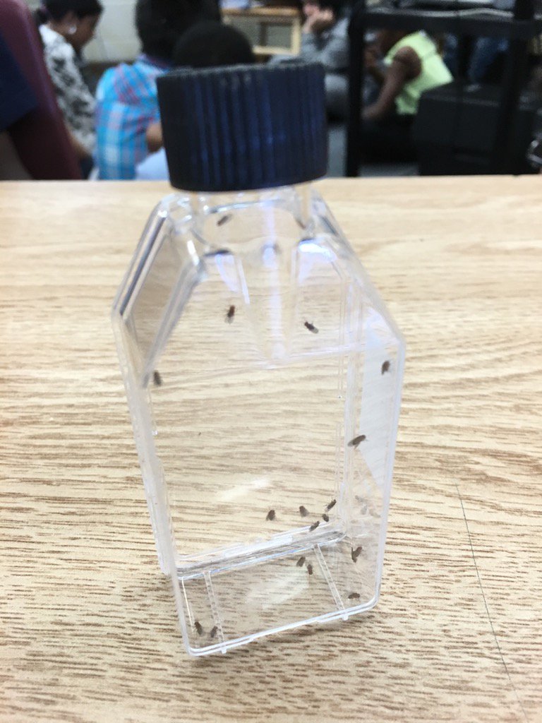 Project Start teaches grade 5's about fruit flies in room 201