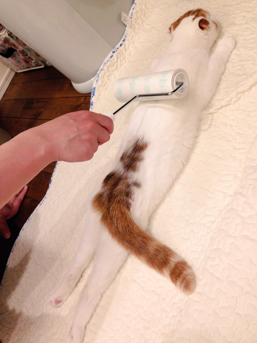 思わずこっちもリラックス？寝そべっている猫ｗｗｗ