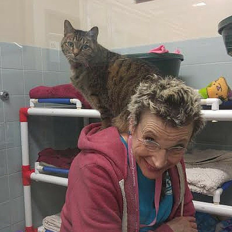 AWLAArlington's tweet photo. Pop surveys her "queendom" while looking out for a new family...#adoptpop #awla #adoptdontshop https://t.co/qK7YX0doJA