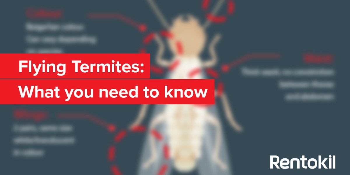Rentokil's tweet photo. Find out everything you need to know about #FlyingTermites here: https://t.co/US9EmzTKh8 #Termites https://t.co/ZgZZpLVuX8