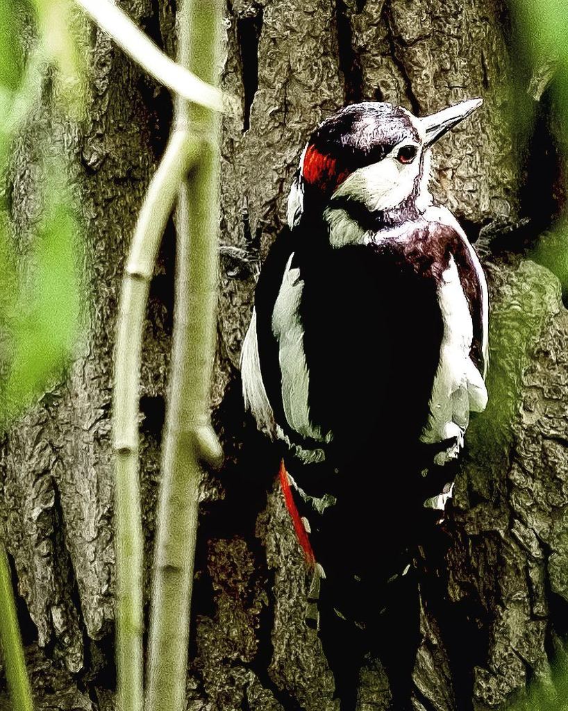 stuartrmoore's tweet photo. #woodpecker #lloydpark #walthamstow #williammorrishouse #bird https://t.co/1EcTiwrv1D