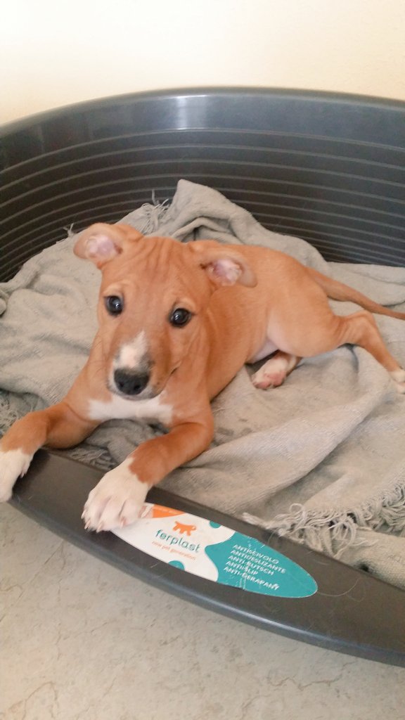 Ponunbicho's tweet photo. Bebes mix de american, 3 mesecitos, hembras. Buscamos hogar!  #AdoptaUnPerro ponunbichoentuvida@gmail.com 690252841 https://t.co/Gvqap5gUMT