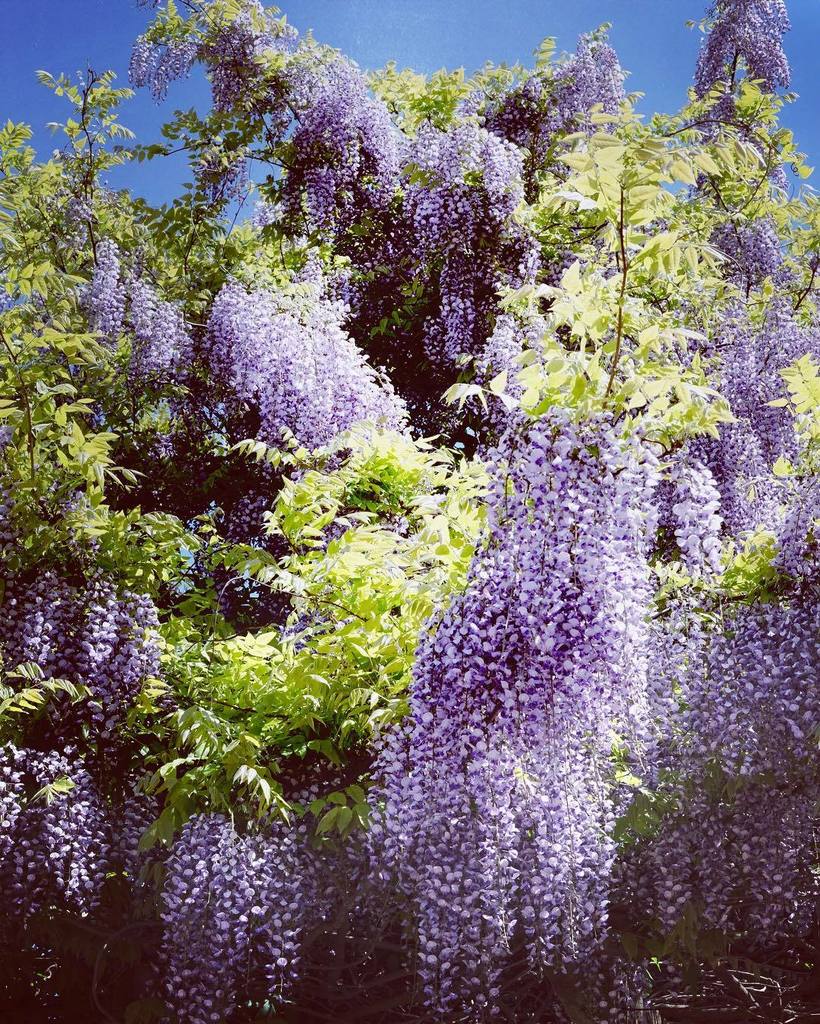 stuartrmoore's tweet photo. Enormous #wisteria in #lloydpark #walthamstow #e17 #williammorrishouse https://t.co/q0NCqqFfVD