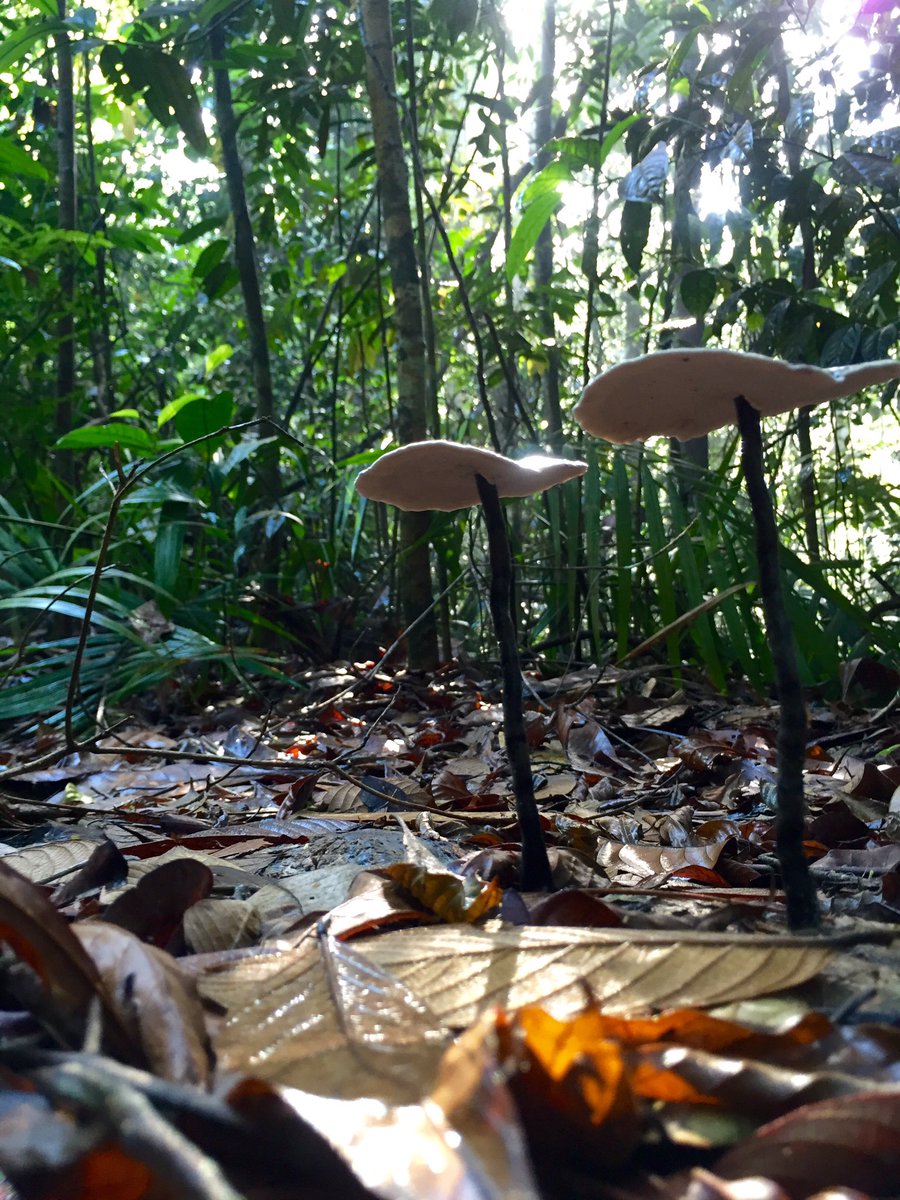 marcuschua's tweet photo. Fungi on the rainforest floor, and perspectives. #LoveMacRitchie https://t.co/nK1c1tCE7D