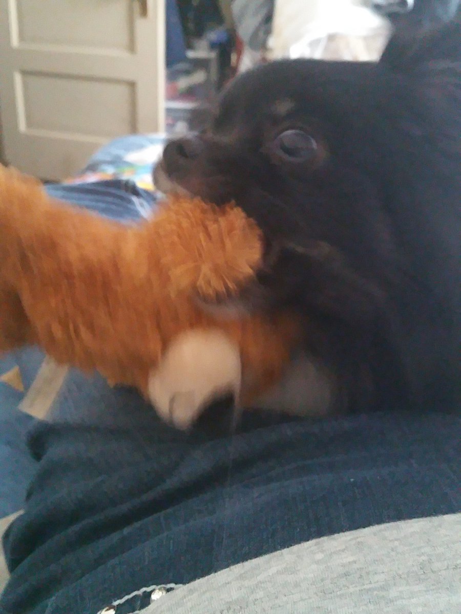 marni_sue68's tweet photo. Safe on mommy's lap. I will destroy you squeaky bear! #pomproblems https://t.co/ChucnzkARw
