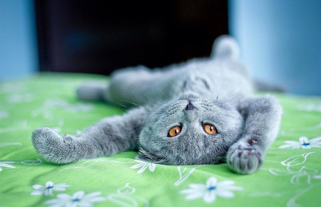 The Cult Cat (@elverojaguar) on Twitter photo 