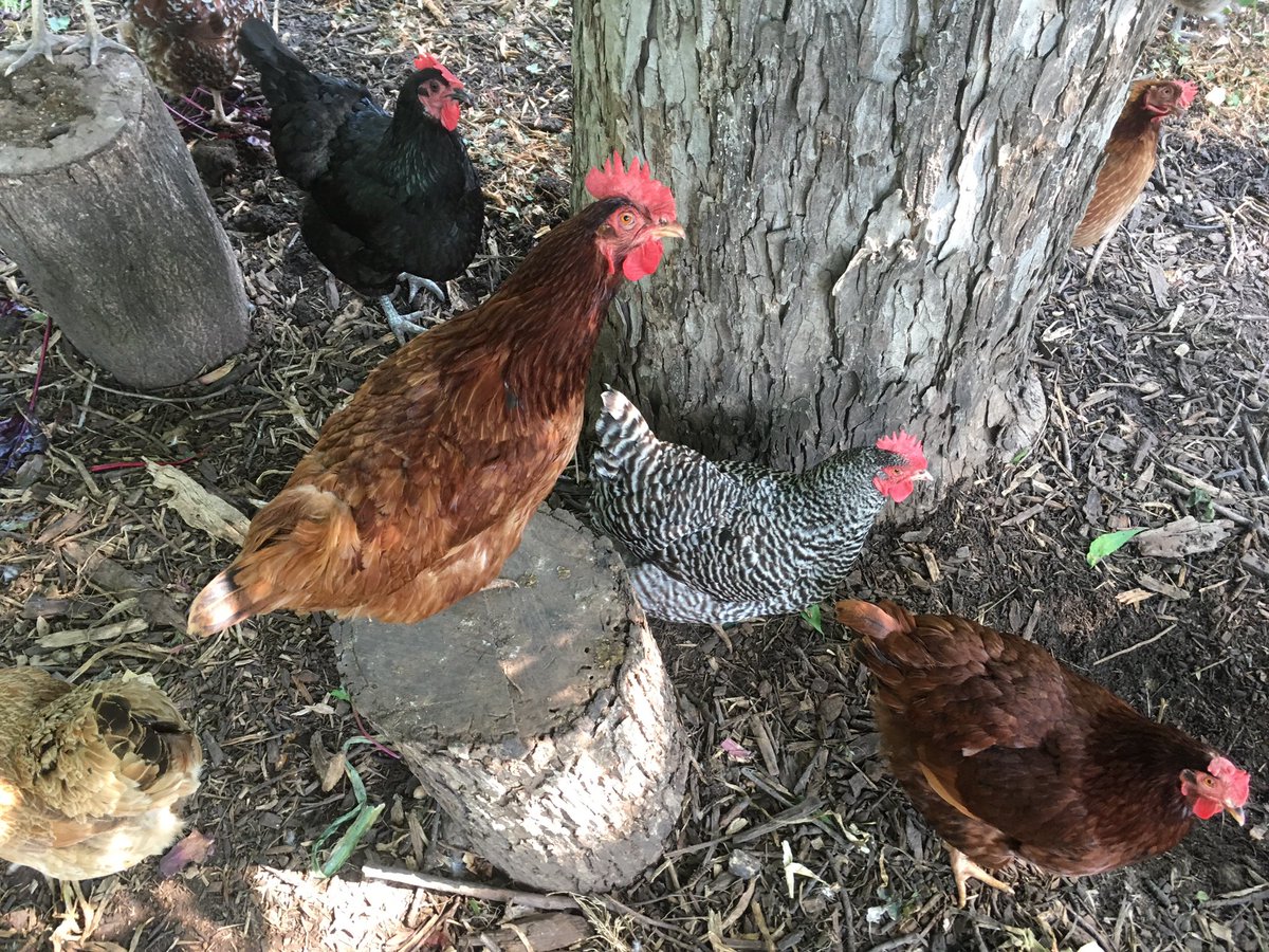 RNAeatsbugs's tweet image. Had a great time meeting the gals at @springdalefarm Friday; chatting about a #BSFL pilot project w/ @LittleHerds!