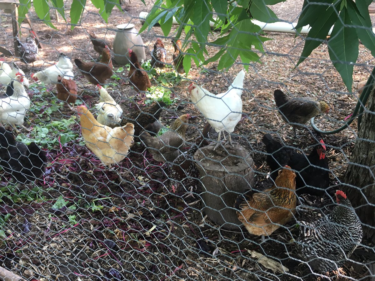 RNAeatsbugs's tweet image. Had a great time meeting the gals at @springdalefarm Friday; chatting about a #BSFL pilot project w/ @LittleHerds!