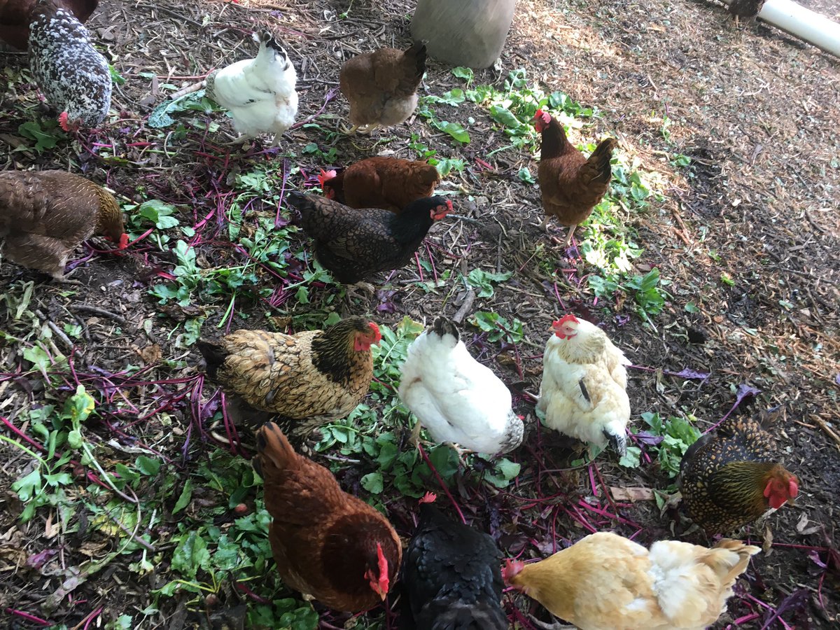 RNAeatsbugs's tweet image. Had a great time meeting the gals at @springdalefarm Friday; chatting about a #BSFL pilot project w/ @LittleHerds!