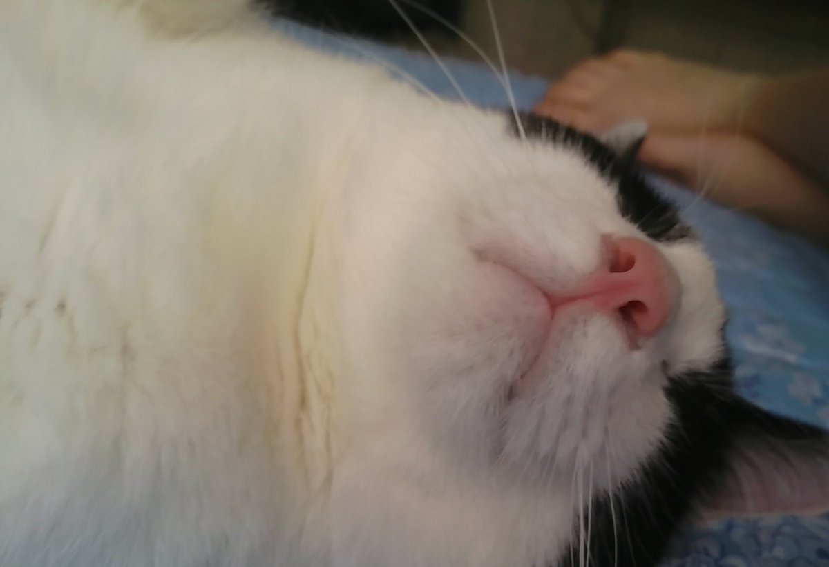 lulu_Goodboy's tweet photo. 아…. 강아지 대신 못생긴 고양이뿐이네요…. https://t.co/3FNOK7ggwW