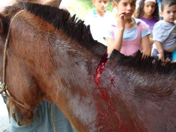 HistoryFotos's tweet photo. Así acaban los animales en la fiesta del Rocío, vergonzoso. https://t.co/7nrkwhPfuz