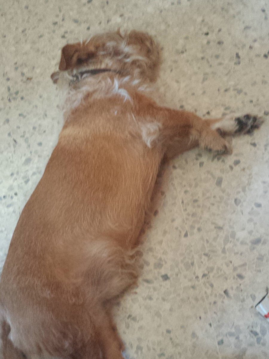 Mi amigo y compañero tor