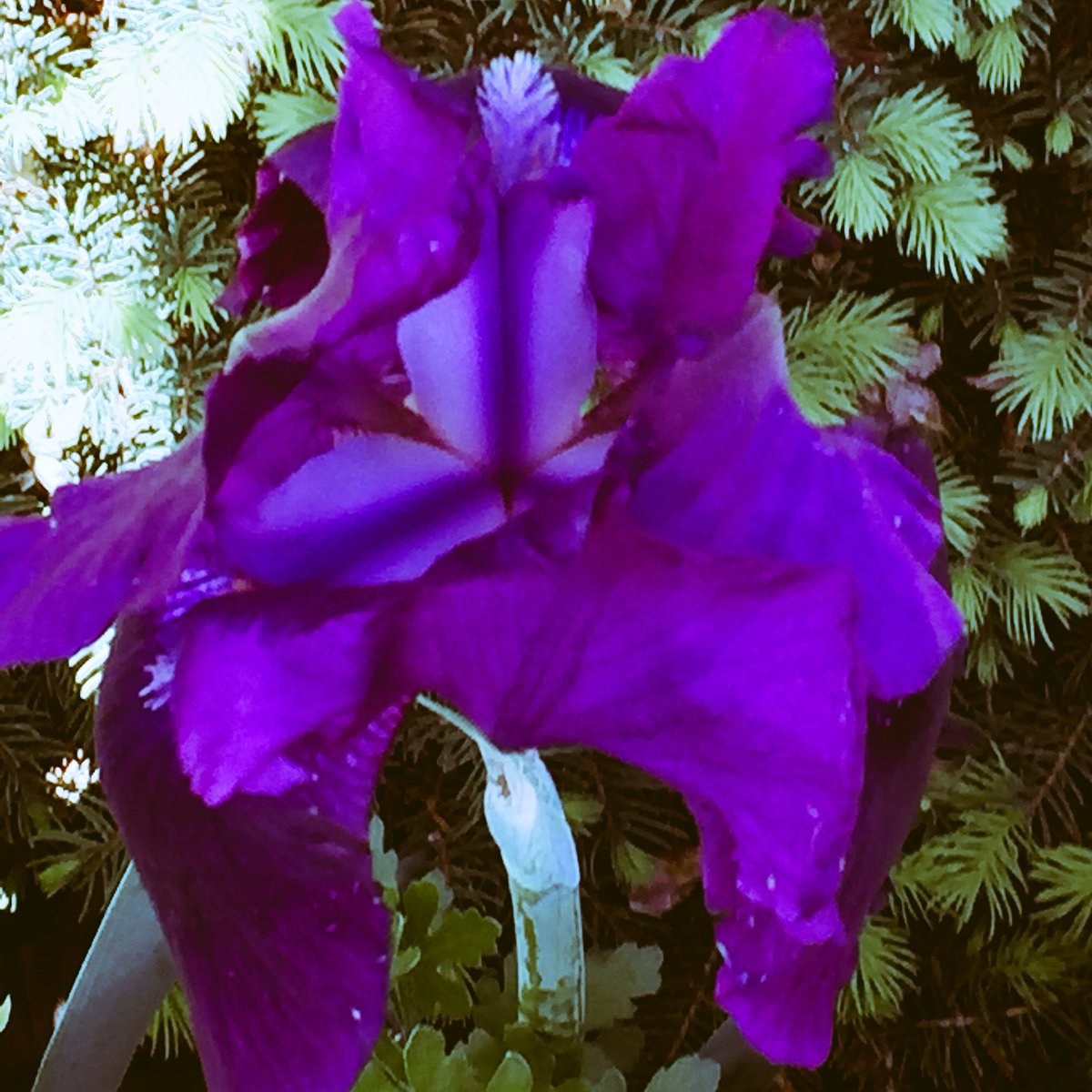 PrettyTeedOff's tweet image. @h2cgolf hmmm i thought you might appreciate a similar photo from my morning walk? #GolfChat #WarmUp #GolfinGirls