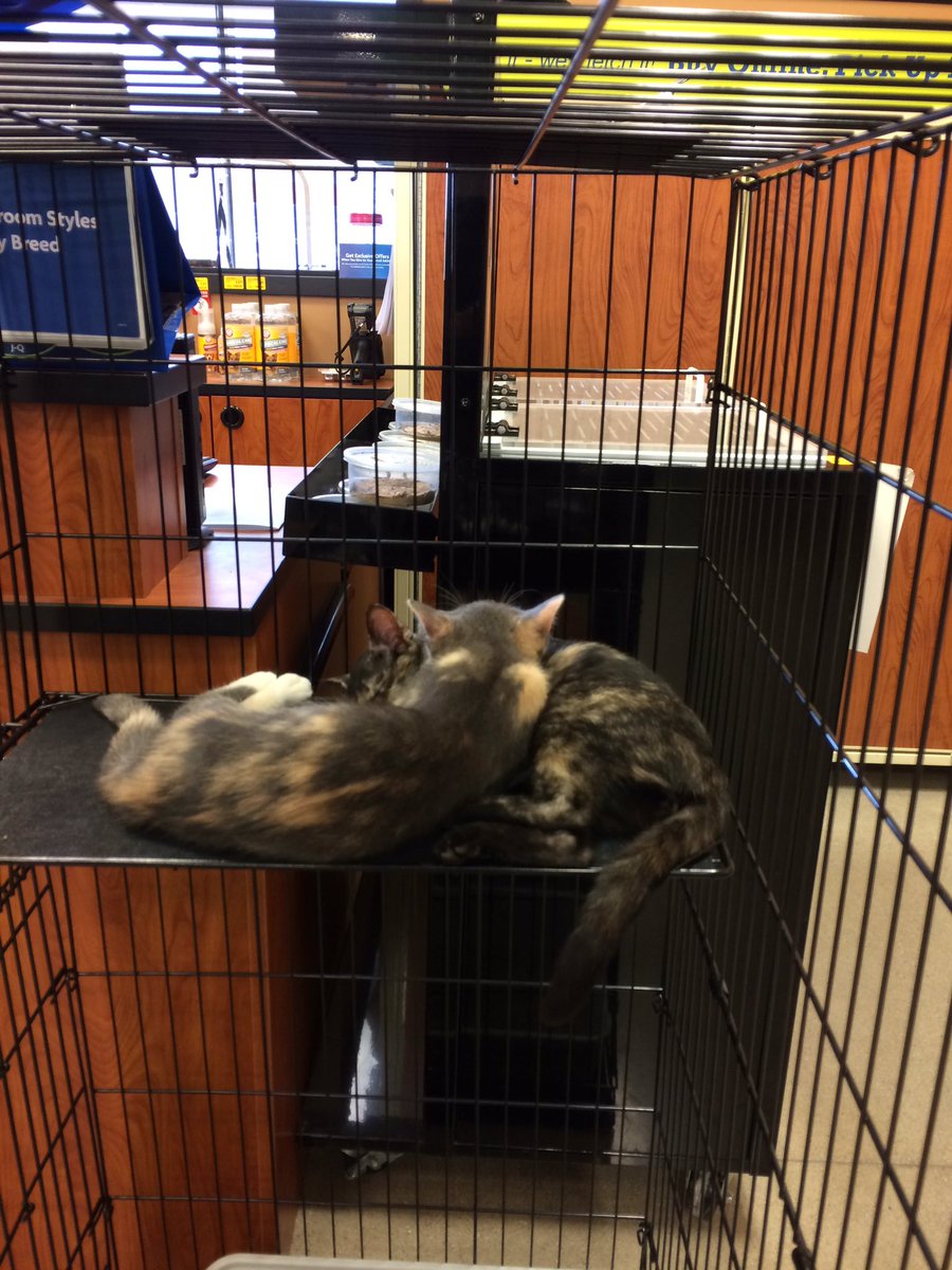 petsmart2578's tweet photo. Look at these cuties !!! #theadoptspot @cwessner1 #NationalAdoptionWeekend https://t.co/WuFKBWMqZW