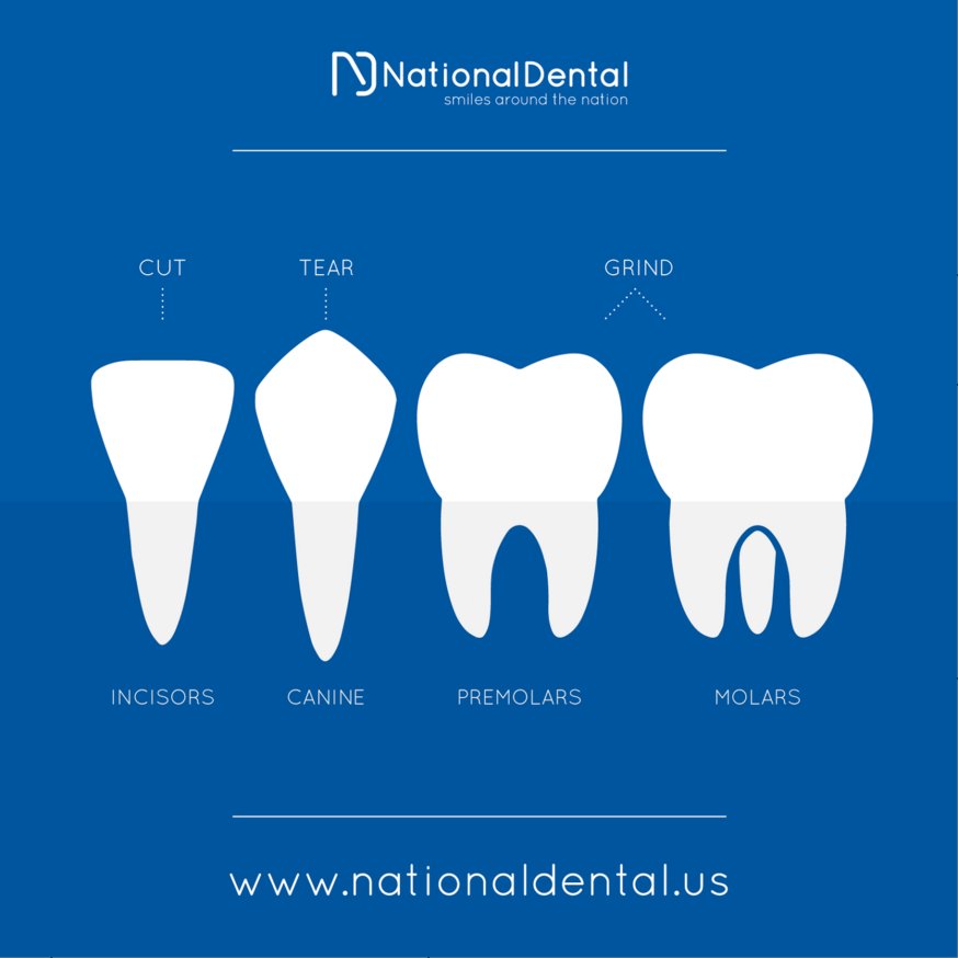 ndhicksville's tweet image. Did you know we have 4 different #TypesofTeeth?