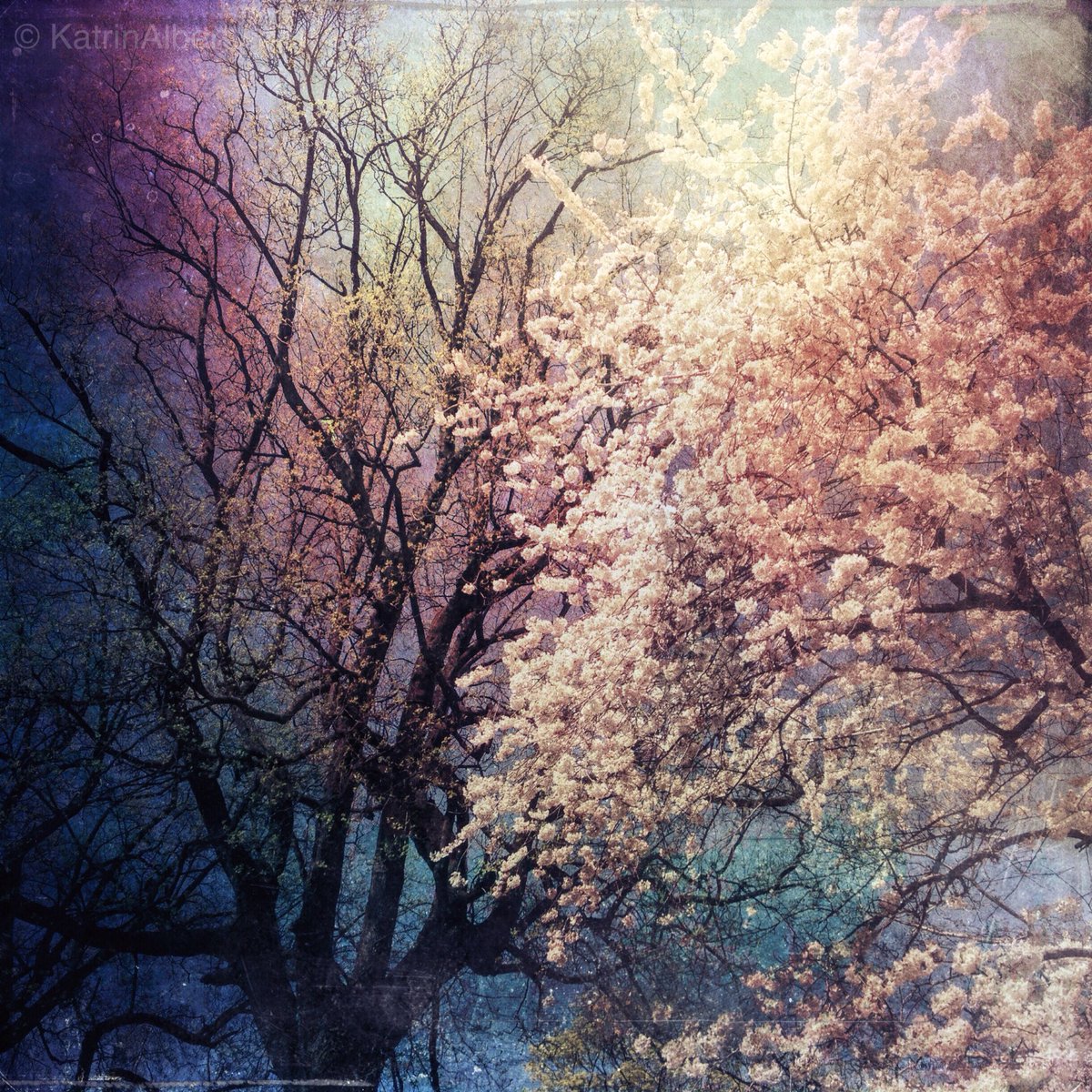 Katrin_Albert's tweet photo. This spring is absolutely magical 🌸 https://t.co/6jqN3xtxjG