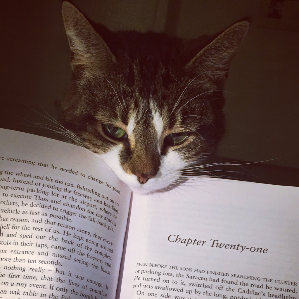 pk7845's tweet photo. @cuffevets #CatsofClapham #photocompetition Tilly won't let a book get in the way of her wanting more strokes! https://t.co/xM8W23v5Qu
