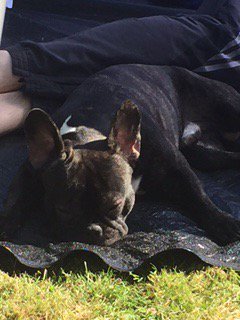 Aldofrenchie1's tweet photo. Sunbathing in the garden https://t.co/B2dlEAAtQj