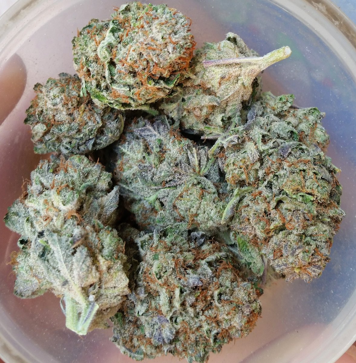 westmidzhigrade's tweet photo. #dankofengland @DankOfSamson #highgrade #heardYoursmokingLowGrade #GetThatOutMaFace #topshelf #topshelflife #ddank https://t.co/eZKq5DvQsD