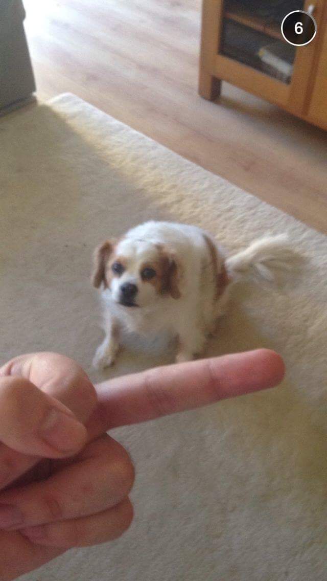 OrionSYRPG's tweet photo. luke = dog https://t.co/z5oHAV3vA1