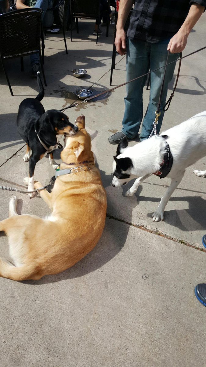 padraigsbrewing's tweet photo. #DogDayAfternoon at the 612 patio. $1 from every pint goes to @SHHAnimalRescue today. #MNBeerWeek #10000minutes https://t.co/VclIjagFqK