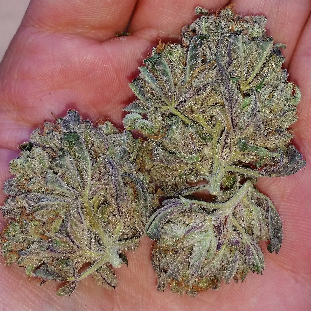 westmidzhigrade's tweet photo. #stardawg #manny #specials #dankofengland @DankOfSamson #dankofenglandisthemovement #purplecircle #0121highgrade https://t.co/iipGZB5Qqn