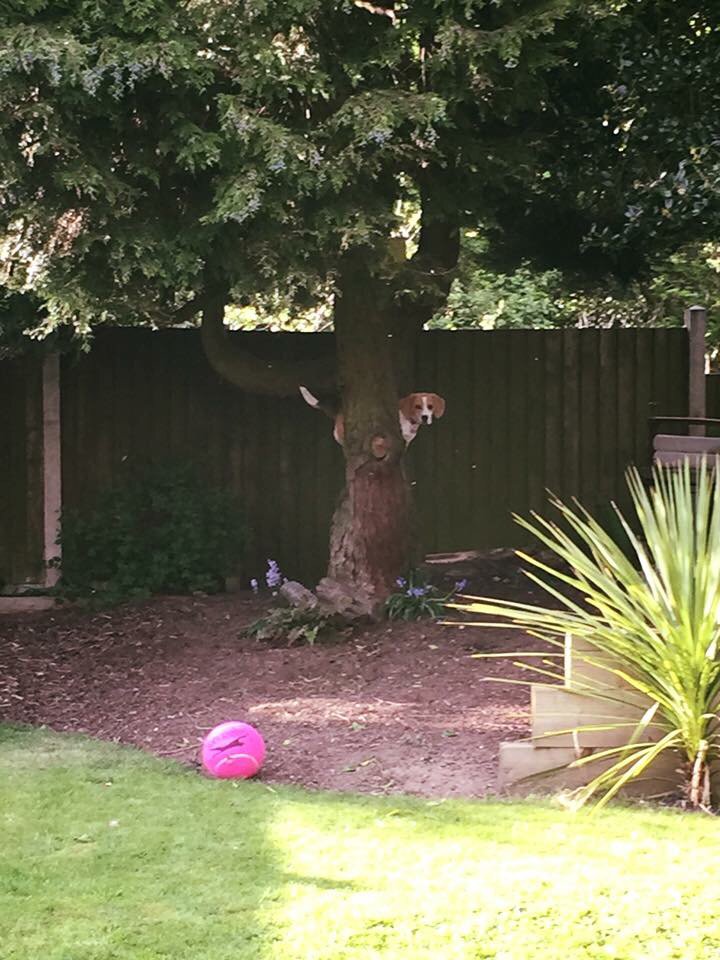 tilda_beagle's tweet photo. Today I discovered my #climbing #legs #beagle#dog #puppy #Beaglebugclub #beagles @TheBigBeagle @BeaglePaws https://t.co/1UzzCNE1Q7