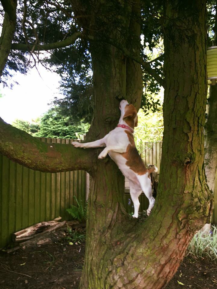 tilda_beagle's tweet photo. Today I discovered my #climbing #legs #beagle#dog #puppy #Beaglebugclub #beagles @TheBigBeagle @BeaglePaws https://t.co/1UzzCNE1Q7