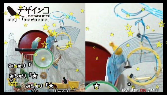 mochico251's tweet photo. 【ニコ生放送中】 インコ映すだけ・・・デザインコ#1362 弾幕歓迎 https://t.co/yFh5HLfvr4 #designco https://t.co/YVOqvS2mDT
