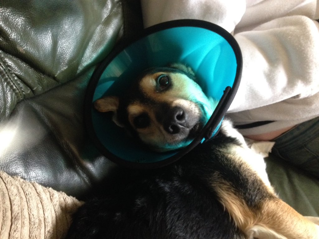 pizzanoddles's tweet photo. My baby got corned #getbetterbaby https://t.co/9qAYI6Jw0V